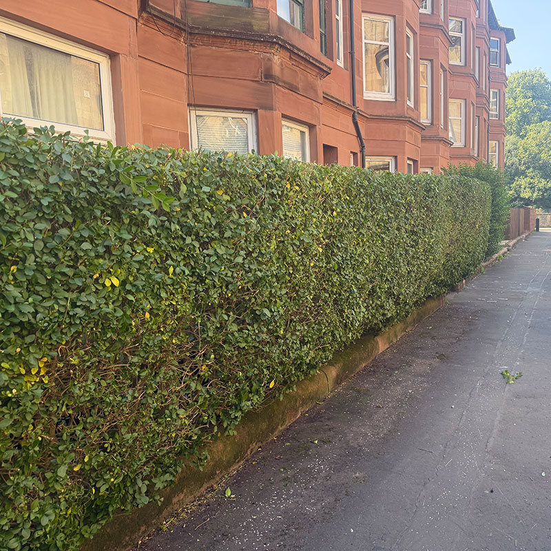 hedge-cutting-glasgow-after