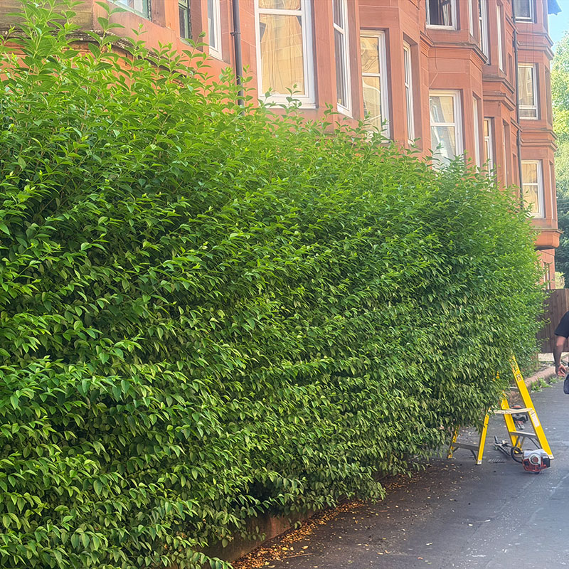 hedge-cutting-glasgow-before hedge-cutting-glasgow-before